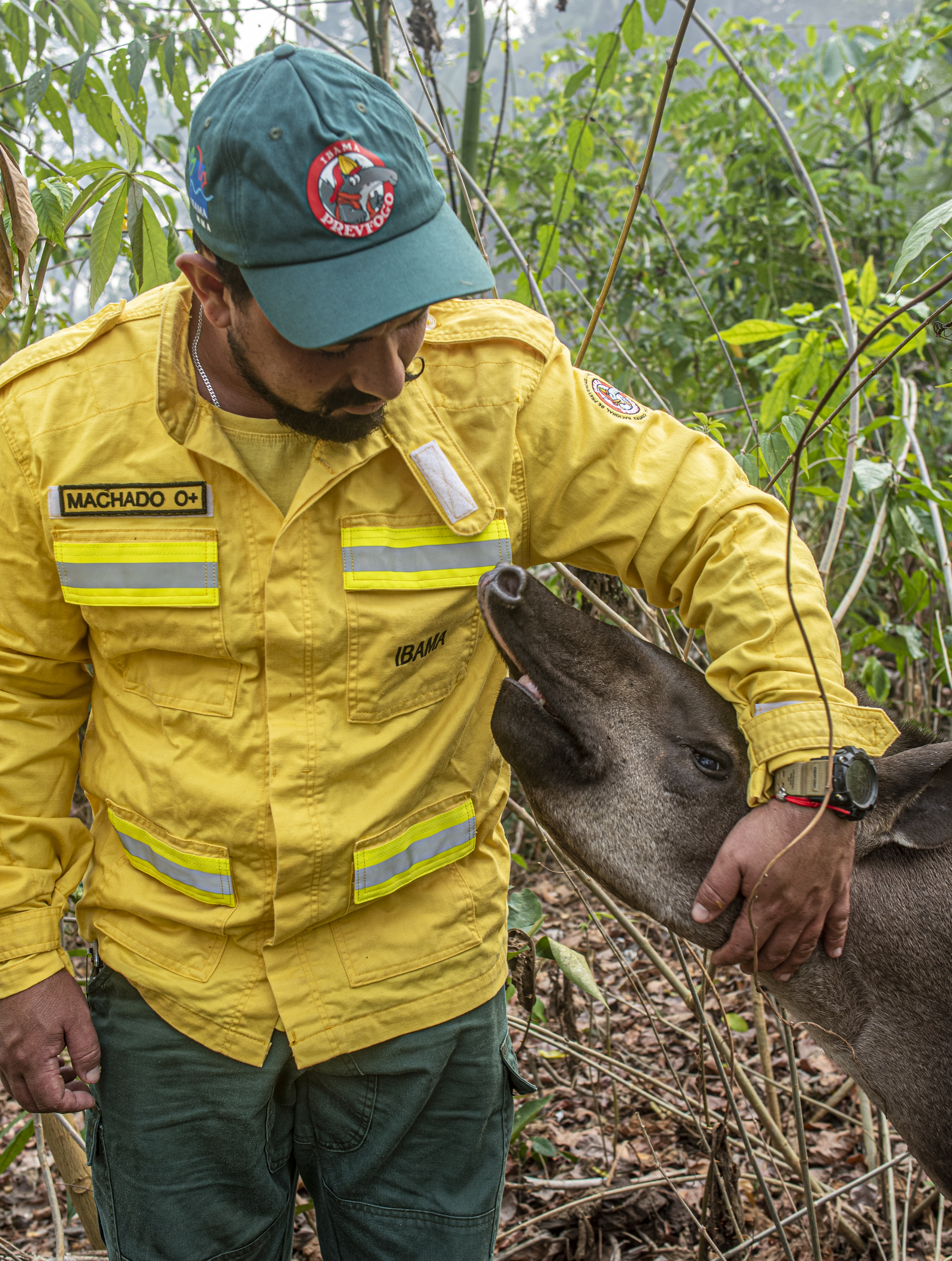 Agente do Ibama, de uniforme amarelo de combate a incêndio, ao lado de uma anta na floresta durante ação de prevenção em Guajará-Mirim