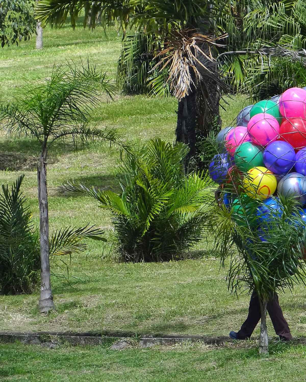 Vendedor carregando um cacho de bolas coloridas pelo gramado do Parque Central de Santo André, entre palmeiras.