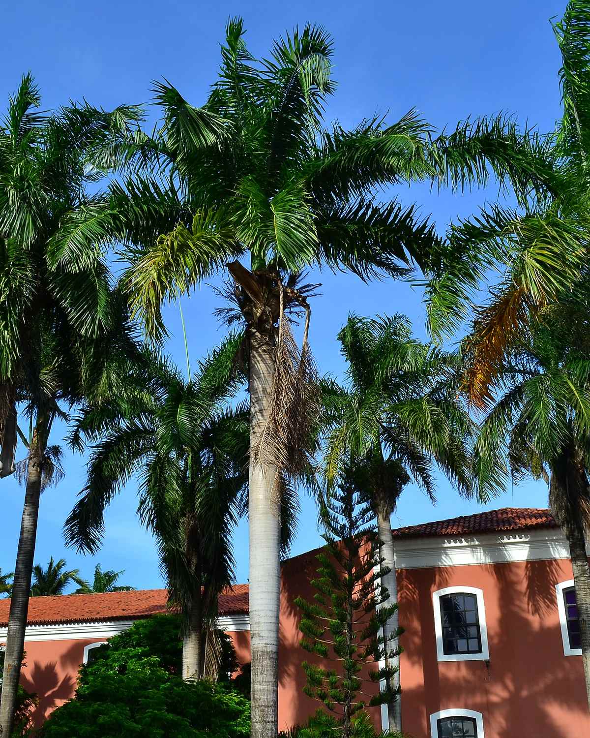 Prédio cor de telha do Convento das Mercês atrás de um grupo de palmeiras altas, sob céu azul