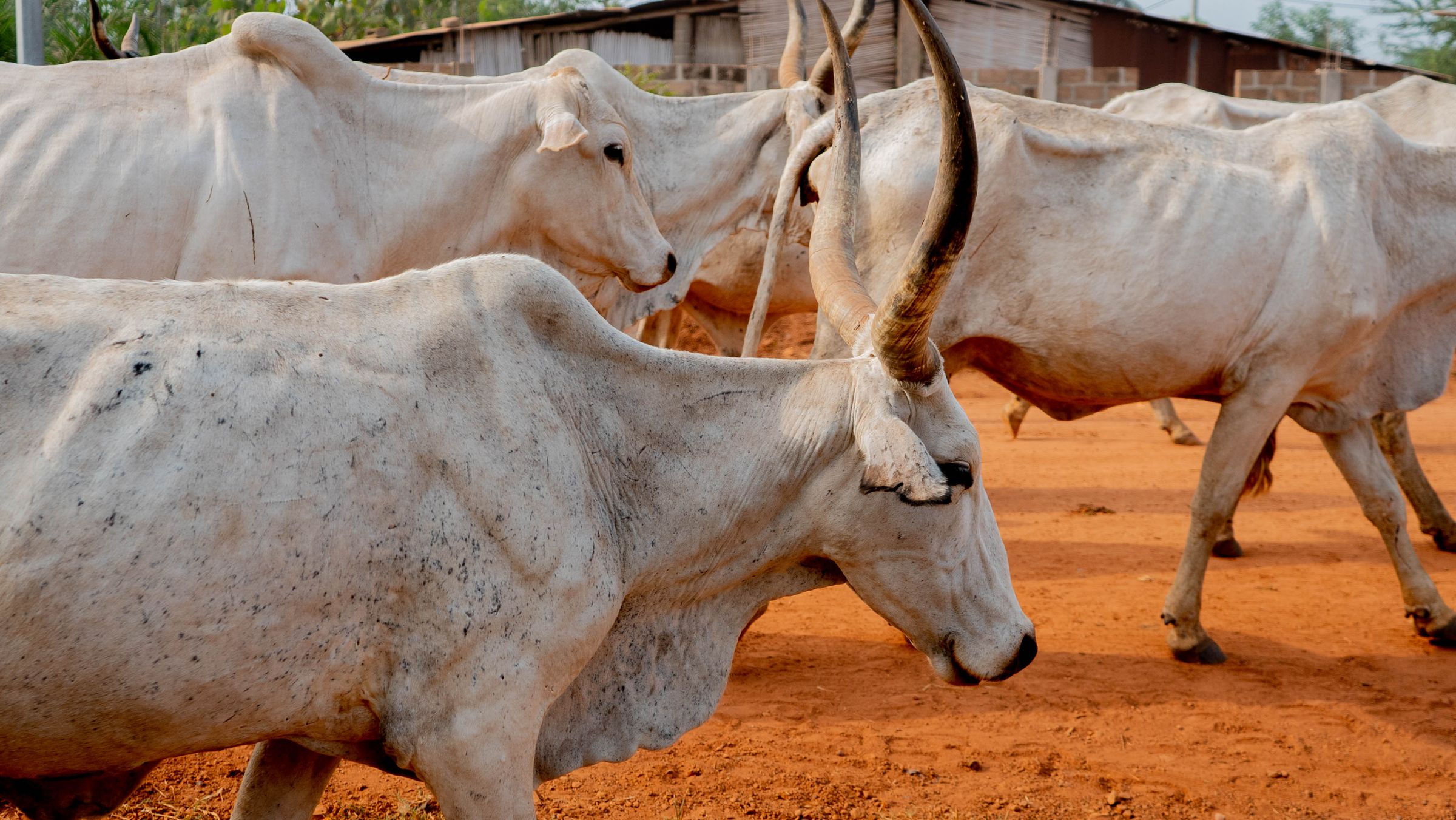 Gado nelore branco de chifres longos em terreno de terra vermelha numa fazenda