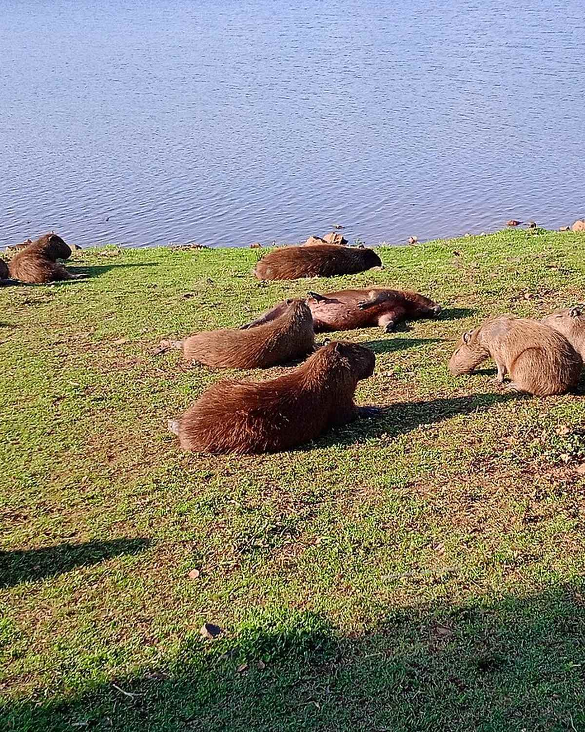 Grupo de capivaras deitadas na grama à beira da represa do Parque do Sabiá, em Uberlândia, no fim da tarde.